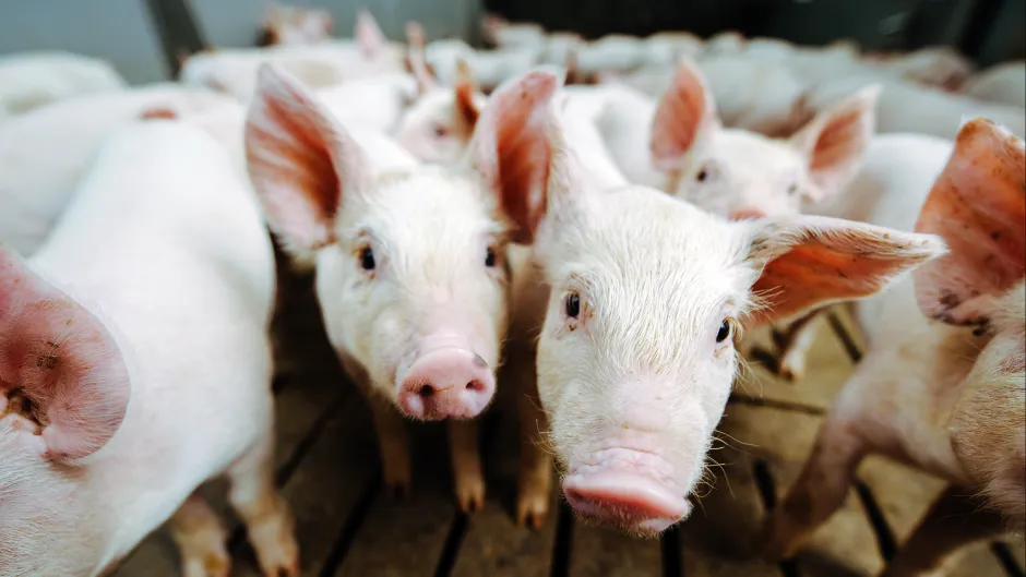 Industrielle Schweinezucht